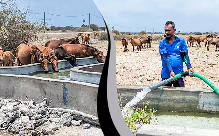 Navy provides drinking water to ponies affected by dry conditions on Delft Island