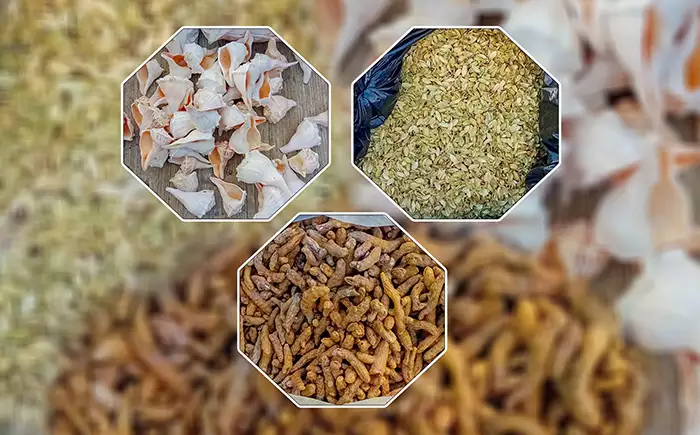 Navy seizes suspected smuggled spices and conch shells in Kalpitiya