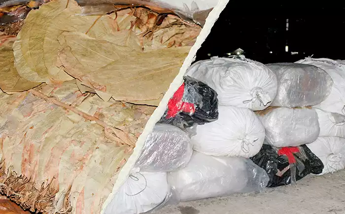 Navy nabs 02 suspects in Kalpitiya for smuggling stock of Kendu leaves
