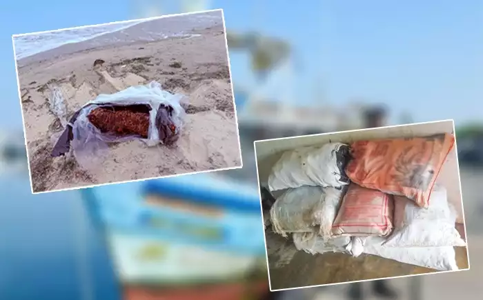 Navy hauls 941kg of smuggled Kendu leaves in Negombo Lagoon