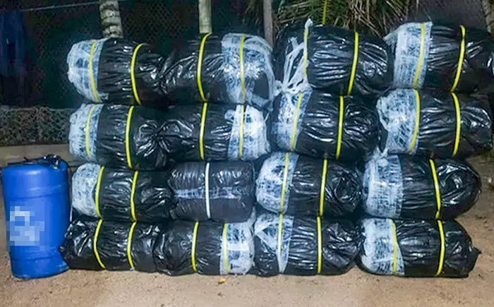 Navy thwarts smuggling attempt: Over 547kg of Kendu leaves seized in Negombo