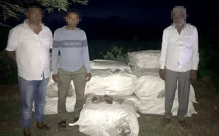 Navy seizes over 500kg of smuggled Kendu leaves; 03 suspects apprehended in Chilaw