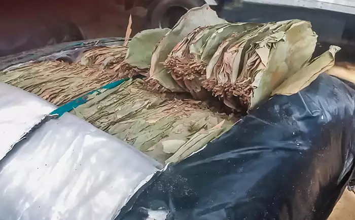 Navy seizes over 1,456kg of smuggled Kendu leaves in Negombo