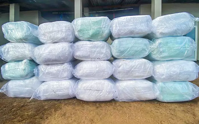 Navy seizes over 735kg of smuggled Kendu leaves in Negombo lagoon