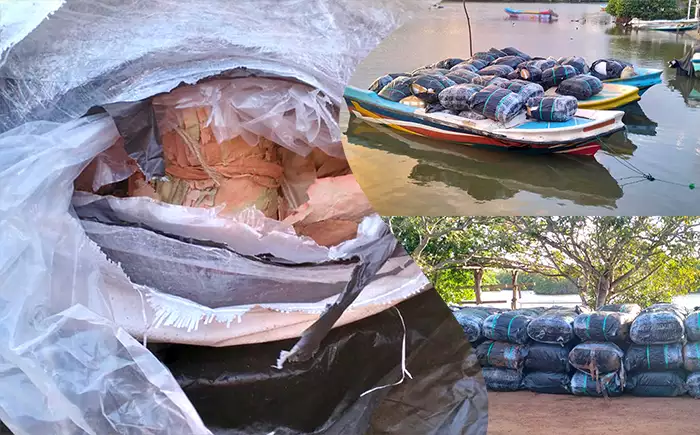 Navy takes hold of more than three tons of smuggled Kendu leaves off Chilaw