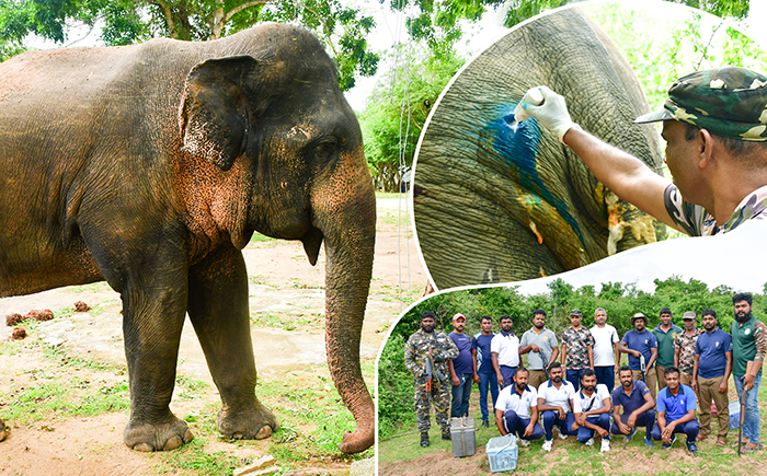படம்- துப்பாக்கிச் சூட்டில் காயமடைந்த காட்டு யானைக்கு சிகிச்சை அளிக்க கடற்படை உதவியது