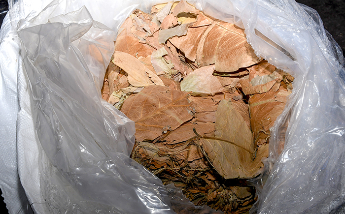 Navy seizes over 485kg of smuggled Kendu leaves in Talaimannar