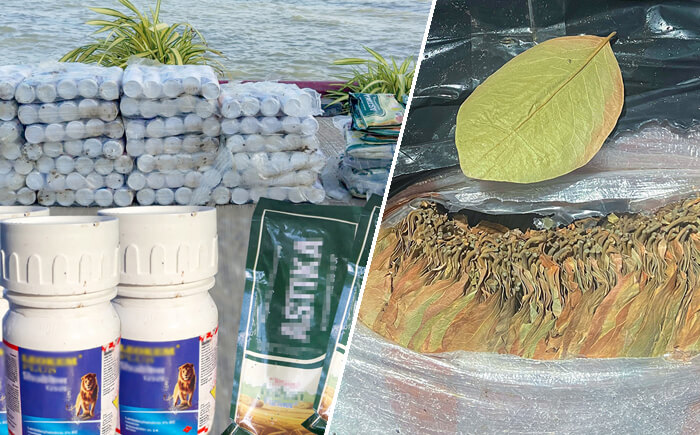 ඡායාරූපය- නීති විරෝධී ලෙස මෙරටට රැගෙන ඒම‍‍ට උත්සාහ කළ බීඩි කොළ, කෘෂි රසායනික ද්‍රව්‍ය සහ කුළුබඩු තොගයක් සමඟ සැකකරුවන් 08ක් නාවික හමුදා භාරයට