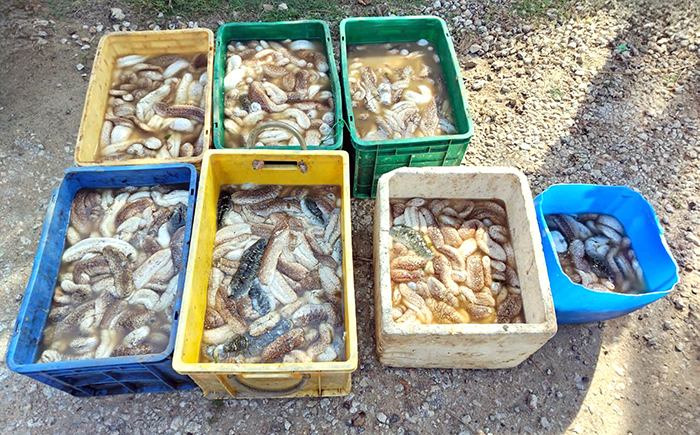 Two (02) persons nabbed for illegal transportation of sea cucumbers