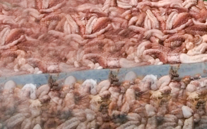 படம்- கிளிநொச்சி வடக்கு கடற்பரப்பில் சட்டவிரோத இரவு நேர சுழியோடி நடவடிக்கைகளில் ஈடுபட்டதாக சந்தேகிக்கப்படும் கடல் அட்டைகளுடன் 13 சந்தேகநபர்கள் கடற்படையினரால் கைது செய்யப்பட்டனர்