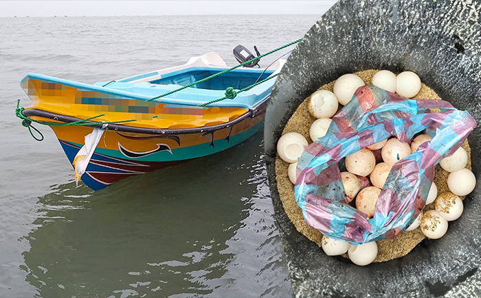 படம்- மன்னார், நச்சிக்குடா கடற்கரைப் பகுதியில் கடற்படையினரால் ஆமை இறைச்சி மற்றும் முட்டைகளுடன் 03 சந்தேக நபர்கள் கைது