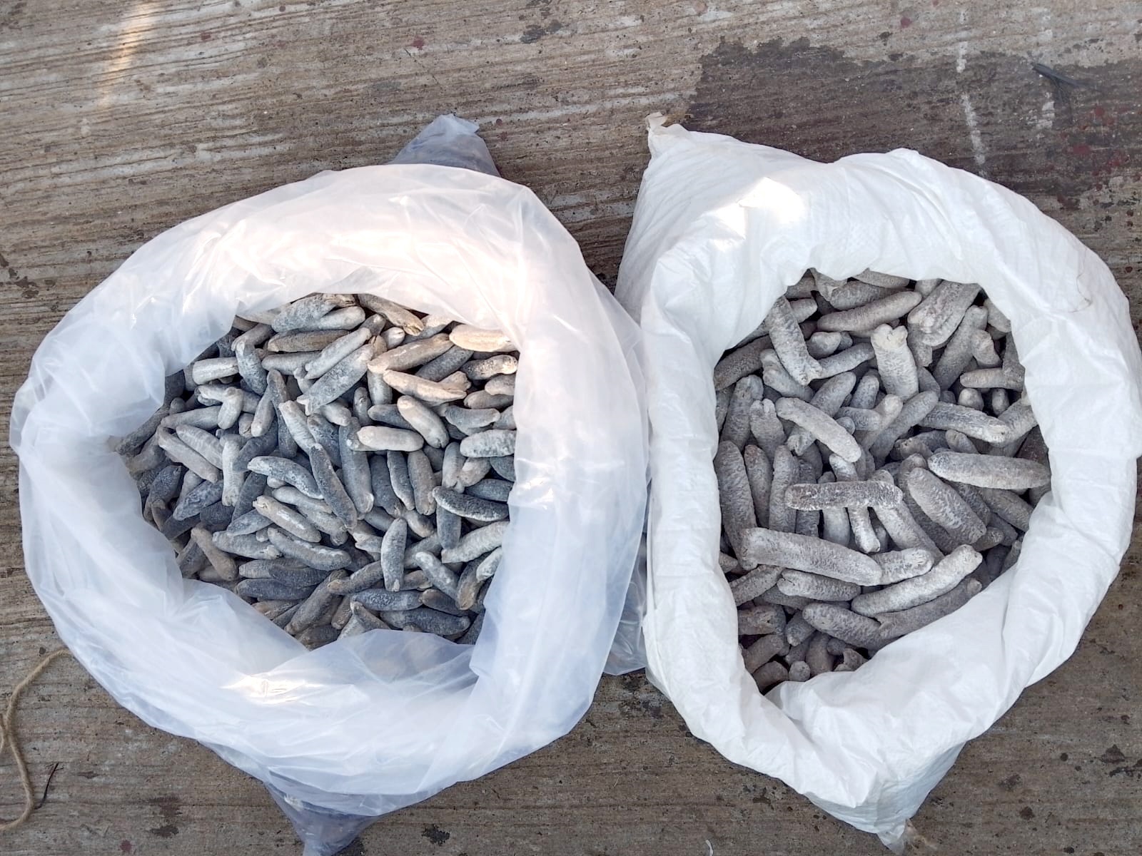 Navy takes hold of 07 suspects for smuggling 1146kg of dried sea cucumber in Kalpitiya seas