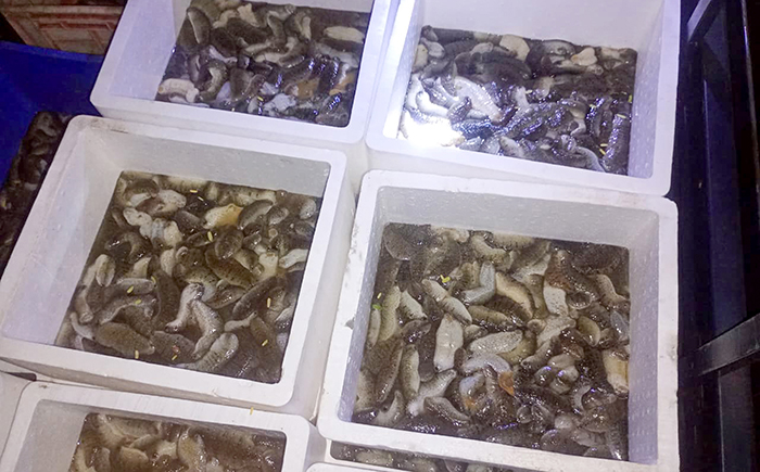 படம்- கிளிநொச்சி, பள்ளிக்குடாவில் சுமார் 2000 கடல் அட்டைகளுடன் சட்டவிரோதமாக கொண்டு சென்ற மூன்று சந்தேக நபர்கள் கடற்படையினரால் கைப்பற்றப்பட்டனர்